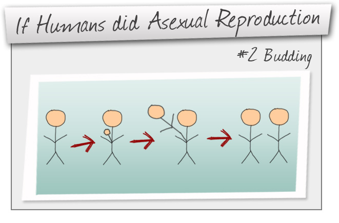 Asexual Reproduction part 2