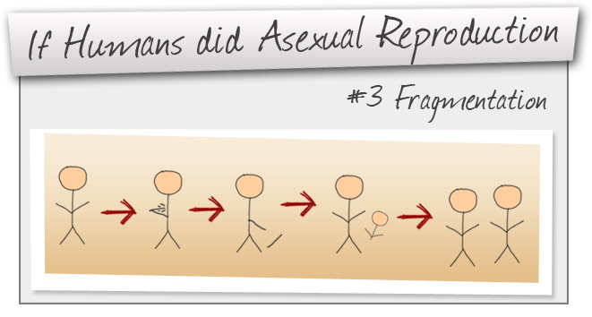 Asexual Reproduction #3